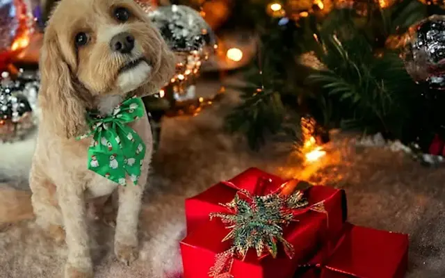 The Pooch Parlor Mobile Pet Salon in Raleigh, NC