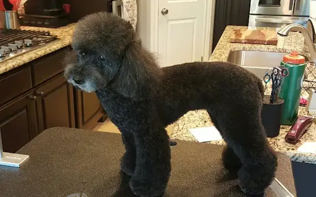 Happy Dog Pet Grooming in San Antonio, TX