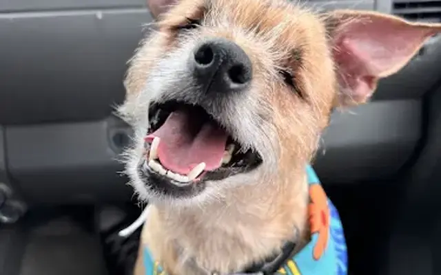 PetSmart Grooming in Destin, FL