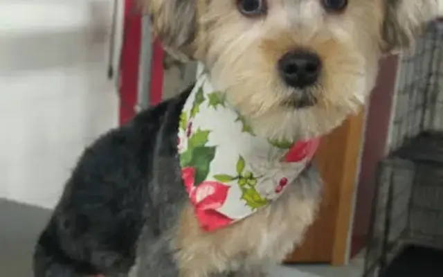Best Friends Pet Grooming in Wind Lake, WI