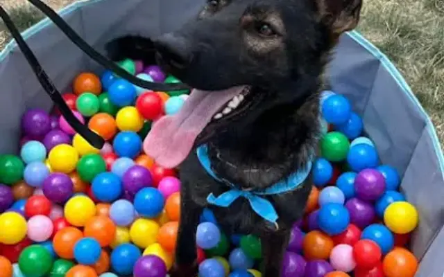 Mann's Pet Services, LLC Columbus in Columbus, OH