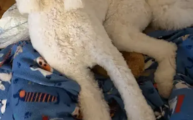Fur Fabulous Pet Spa in Denver, NC