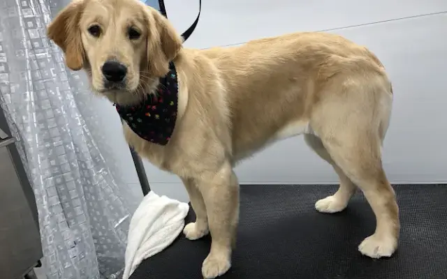 Pawlished Mobile Grooming Salon in Smyrna, DE