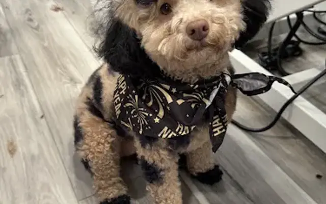 The Sudsy Pup in Spencerport, NY