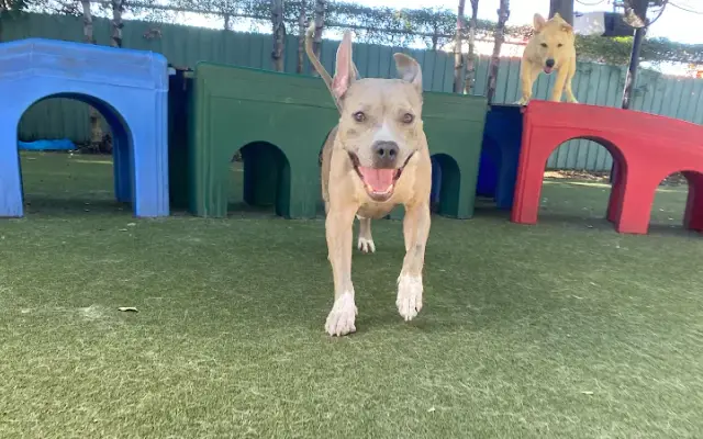 Paws 'n' Rec - Pearl in Tampa, FL