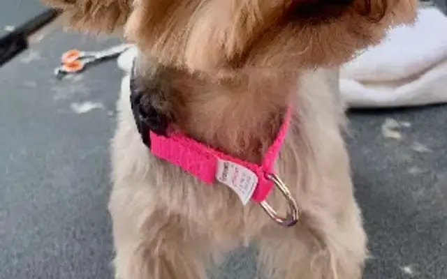 Four Seasons Pet Salon LLC in Hendersonville, NC