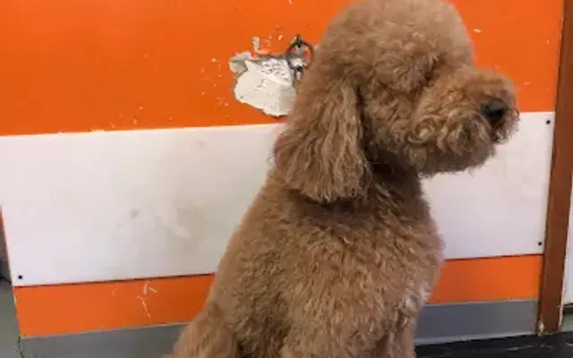 Birch Haven Kennel & Grooming in Ottawa Lake, MI