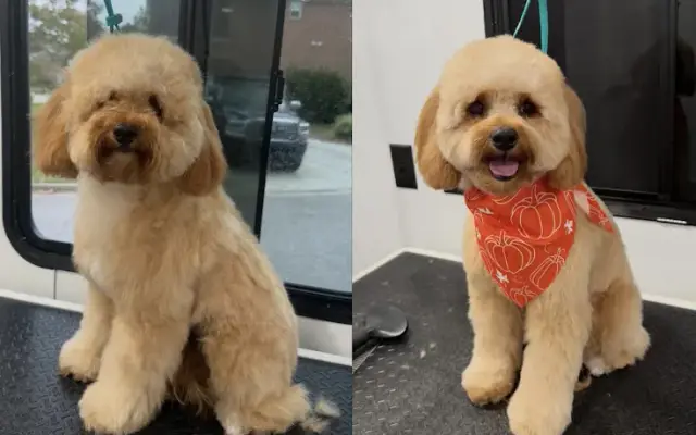 Pawsh Pup Parlor in Chesapeake, VA