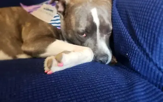 PetSmart Grooming in Fort Gratiot Township, MI