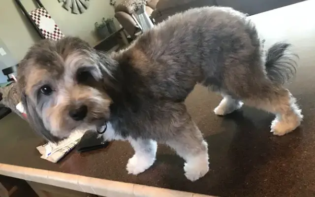 Judy's Doggie Salon in Olney, IL