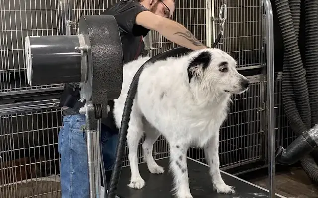 Mary's All Breed Grooming in Niagara Falls, NY