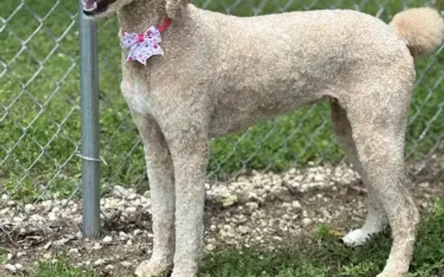 Canine Clipper LLC in Simpsonville, SC
