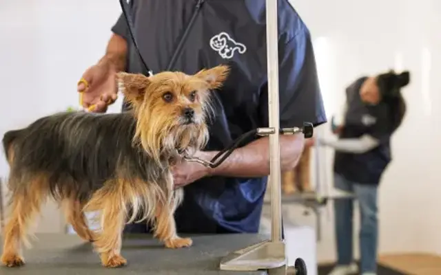 PINKaBOO GROOMING in Aledo, TX