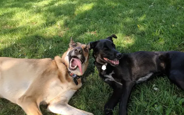 Dogs Do Learn in Coon Rapids, MN