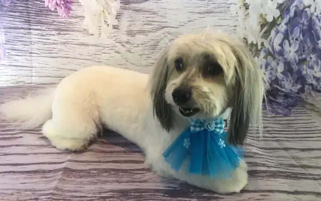 Tails & Trails Mobile Grooming in Oak Ridge, NC