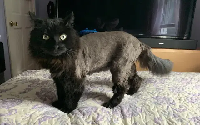 Dee's Purr-fect Pet Spa in Westford, MA