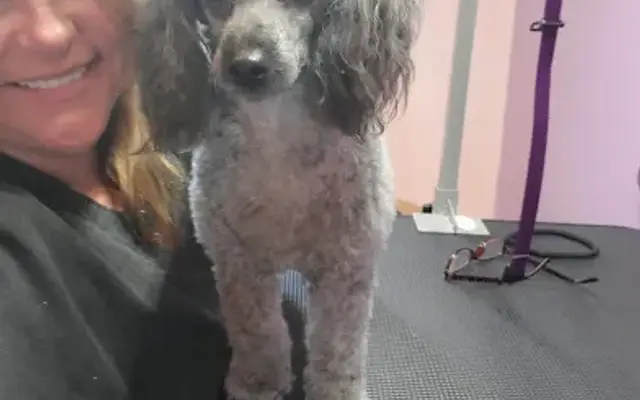 Sudzy Ann's:Professional Groomers in Wardell, MO