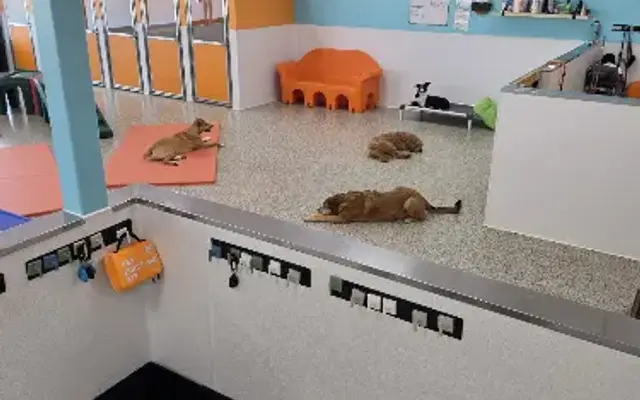 Mango & Minnows Doggy Dreamland in Tigard, OR