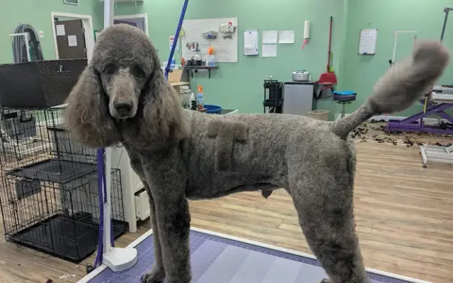 Guyton's Wizard of Paws in Guyton, GA