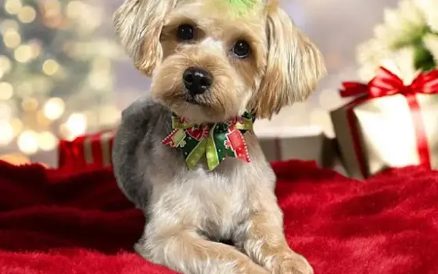 Grooming By J in Comstock Park, MI