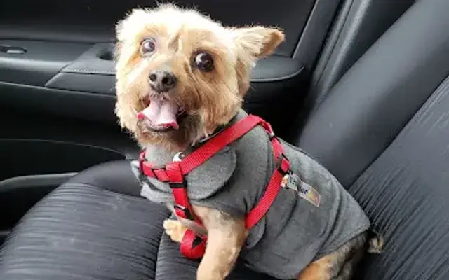 Amy's Doggie Doos in Newburgh, NY