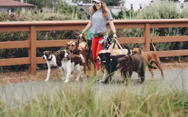 Dog Republic in Newport Beach, CA
