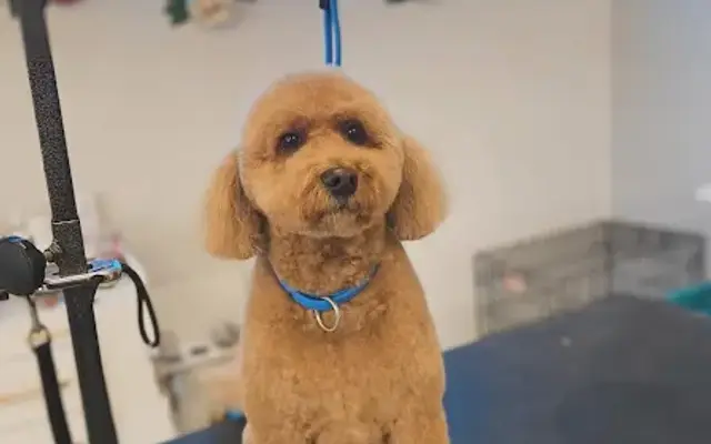 Doggie Style Salon in Manchester, CT
