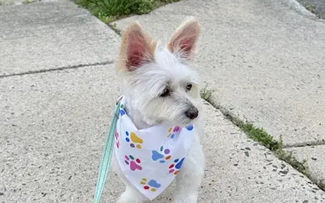 Ruby’s Elite Grooming LLC in Egg Harbor Township, NJ