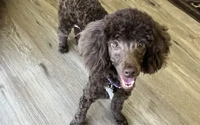 Elegant Mobile Grooming in Kissimmee, FL