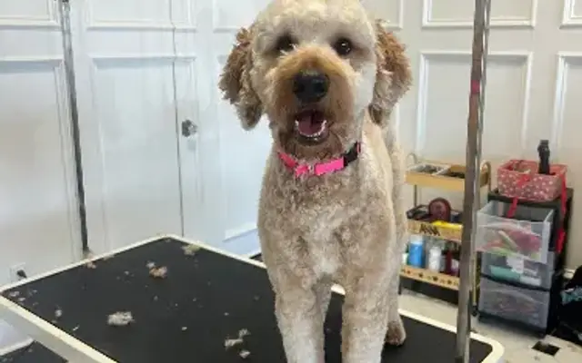 Royal Oak Dog Grooming in Edmond, OK