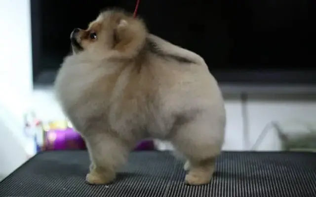 Grooming Unlimited LLC in Alpena, MI