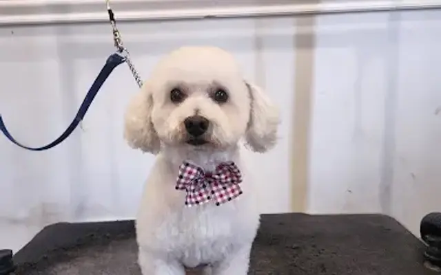 Kikky's Dog Grooming in Los Angeles, CA