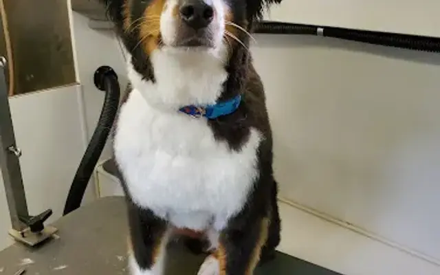 Ultimutt Purrfection LLC in Davis Junction, IL