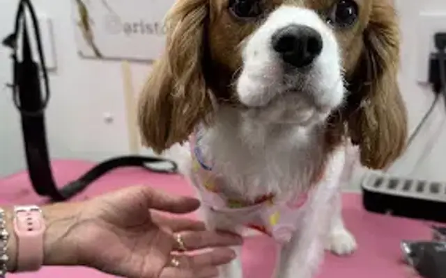 AristoPets Mobile Grooming in Port St. Lucie, FL