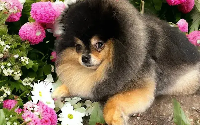 Katie's grooming in Chico, CA