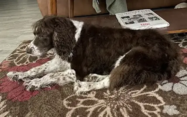 PetSmart Grooming in Katy, TX