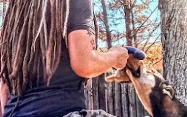 Dreaded groomer in Murfreesboro, TN