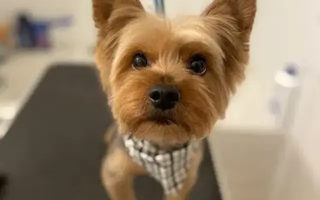 Casey Pet Styles Dog and Cat Grooming in Croton-On-Hudson, NY
