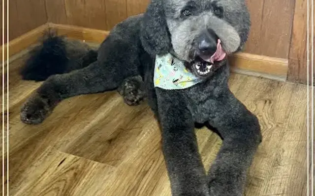 Spa For Paws, LLC in Cave City, KY