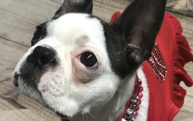 Claws.Dog in Orlando, FL