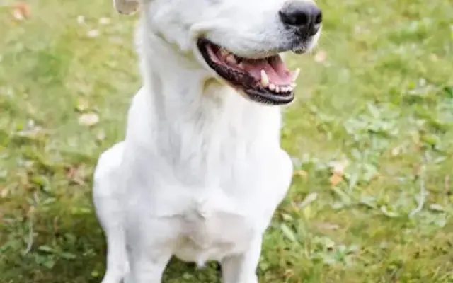 Transfurmation Training & Grooming in Cloquet, MN