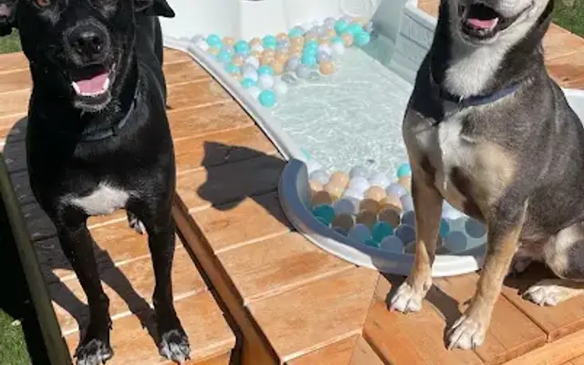 NEST Pet Retreat, Playcare and Spa in San Antonio, TX