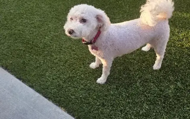 The Darling Pooch in Menifee, CA