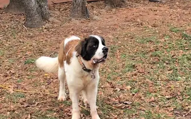 Doggy Doody Dog Services in Rock Hill, SC