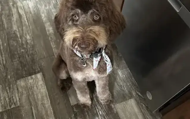 The Dog Groomer in East Flat Rock, NC