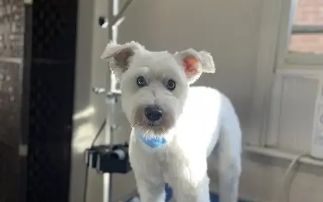 Jade's Pet Grooming in Louisville, KY