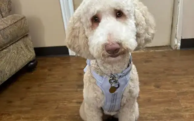 Groovy Pet Grooming in Broken Arrow, OK