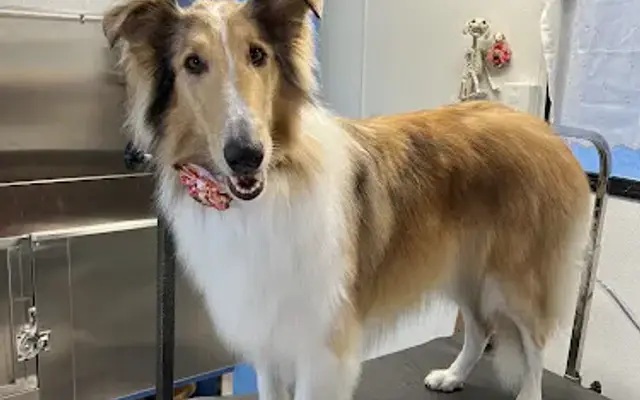 Dog-Styler Flauschige in Poway, CA