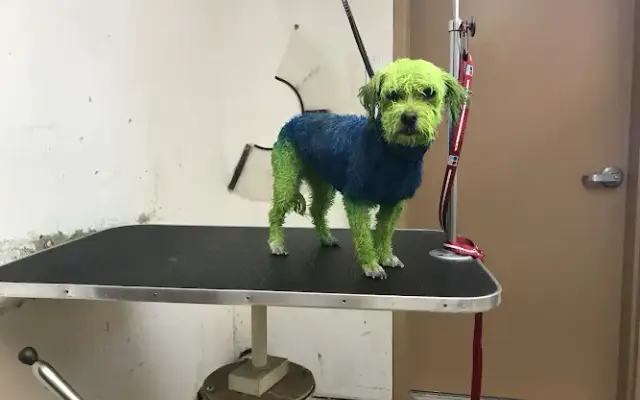 Airport west animal clinic that groomer guy in Yakima, WA