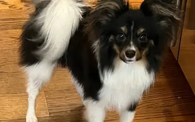 House Call Cat & Dog Grooming By Susan (Mobile Grooming) in Media, PA